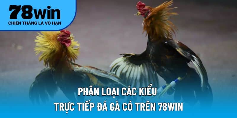 Phân loại các kiểu trực tiếp đá gà có trên 78WIN